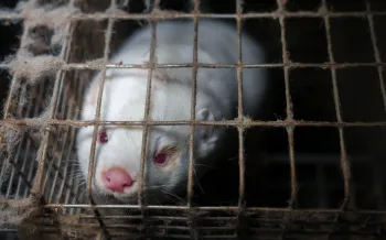Holt i Floa mink fur farm Iceland 18 November 2025