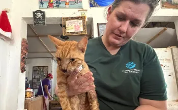 A person in a dark green “Humane World for Animals” shirt is holding a small orange tabby cat.