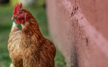 Rescued chicken resident at Farm Sanctuary. Watkins Glen, New York, USA, 2012. Jo-Anne McArthur / We Animals Media