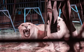A lioness performing at a circus.