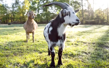 Goats standing in a sunny, lush field. 