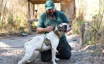 An animal rescue worker kneels beside a white-and-brown dog on a leash in an outdoor kennel area.