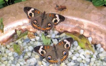 Two butterflies perch on wet pebbles in a shallow copper-colored pollinator bath, surrounded by leaves and water.