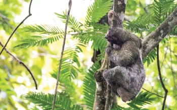 A sloth clings to a tree trunk high in a green forest canopy.