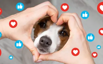 Small brown-and-white dog looking through hands forming a heart shape, surrounded by floating social media reaction icons with hearts and thumbs-up symbols.