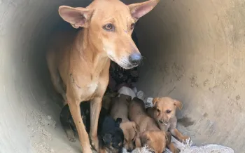 Adult dog with several puppies in a concrete structure.