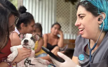 A Humane World for Animals vet examines a little dog at a clinic. 