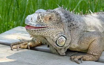 An iguana sits outside in the sun.