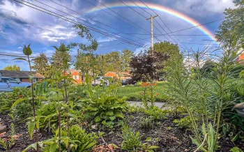 A front yard filled with native plants and a beautiful rainbow in the distance. 
