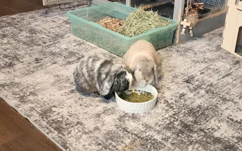 Two pet rabbits sitting on a rug eating food together from a bowl