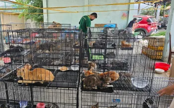 A covered outdoor area filled with stacked metal cages containing many cats