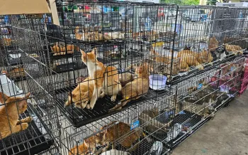 Rows of wire cages are stacked, each filled with multiple cats