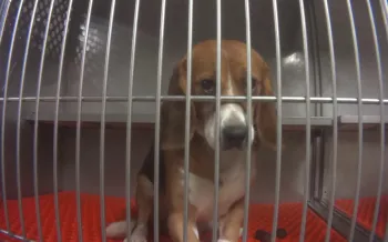A beagle inside a metal cage