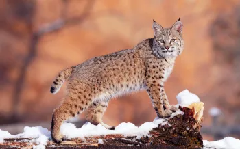 A bobcat standing on a snow-covered log