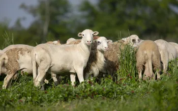 White Oak Pastures