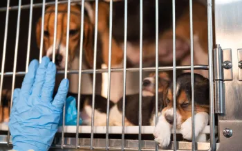  A group of beagle puppies inside a cage