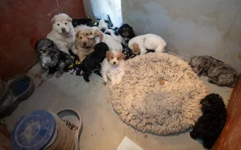 Several puppies gathered together in a small, dirty room