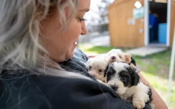 Three small puppies being cradled in someone's arms