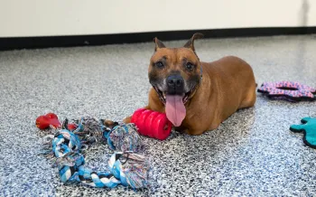 Dog saved from suspected dogfighting operation with new toys