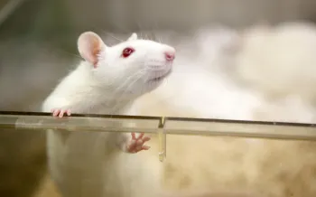 Research and technology stock photo of a white mouse or rat in a laboratory setting