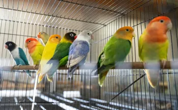 a group of birds in a cage