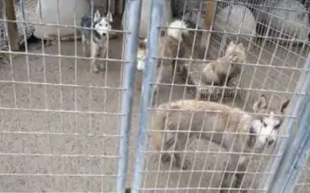 Group of dogs in a fenced enclosure.