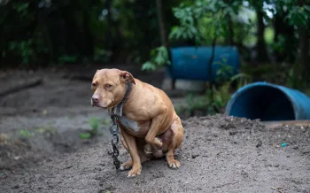 A tan dog sits on a mound of dirt at an alleged dogfighting operation in South Carolina. The dog has a thick, tight collar with a large chain connected to the ground. In the background are blue barrels that he may have used for shelter.