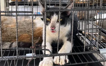 A cat in a small cage