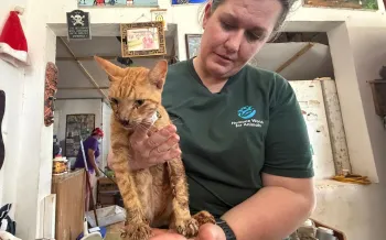 A person holding a small orange tabby cat.