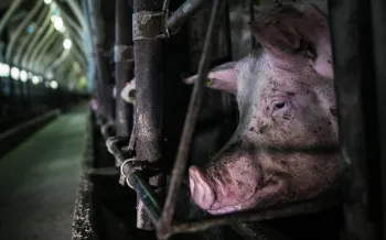  A pig confined in a metal enclosure within an industrial farm setting