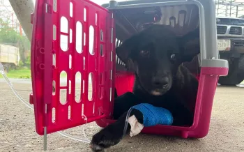 A small black puppy lying inside a pet carrier. 