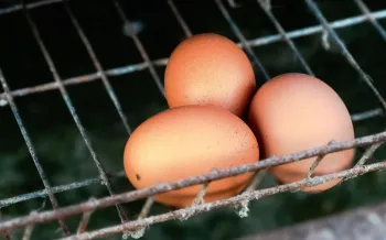 Three brown eggs