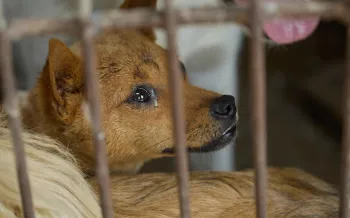 Close-up of a small brown dog behind rusty metal bars
