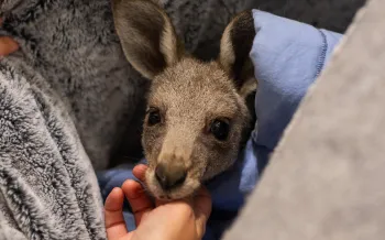 A young kangaroo nestled in a gray blanket