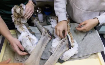 People re-bandaging an Eastern Grey Kangaroo