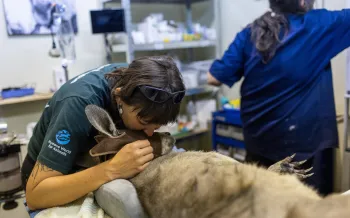 A veterinary setting where a person is tending to a kangaroo.