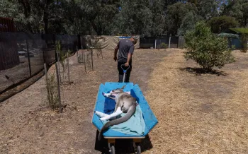 A person pulling a cart with a kangaroo lying on it, wrapped in blankets.