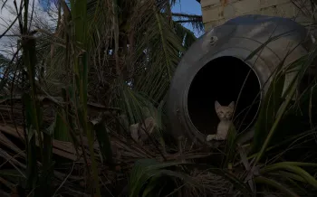 A small orange-and-white kitten peers out from the opening of a large metal object.