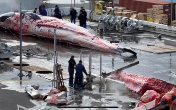 A whale being butchered at a whaling station in Iceland