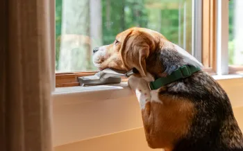 A beagle looking out of a window