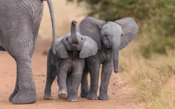 Young elephants walking in the wild
