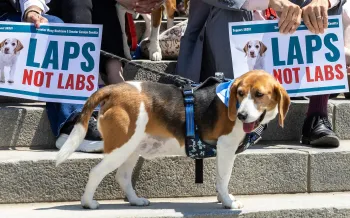 A beagle stands in front of signs that read “LAPS NOT LABS".