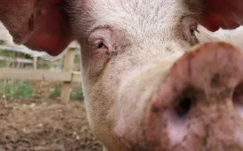 Close-up of a pig's face and snout