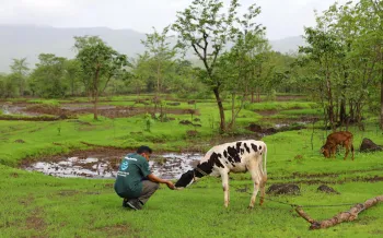 A lush, green pasture with scattered trees and puddles. In the foreground, a person wearing a green shirt crouches and extends a hand to a black‑and‑white calf.