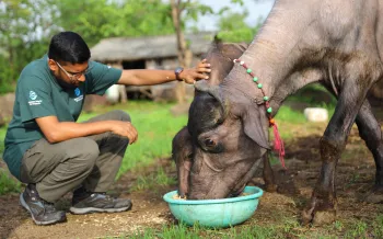 Animal protection organization Humane World for Animals India (formerly called Humane Society International India) has launched emergency relief operations for animals affected by the devastating floods in Maharashtra.