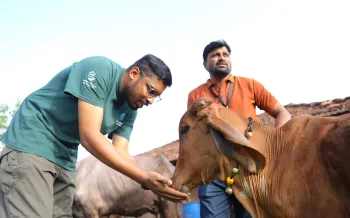 Two people interacting with a brown cow in an outdoor rural setting. 