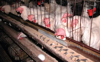 A group of chickens in battery cages