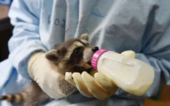 Baby raccoon being held and fed from a bottle