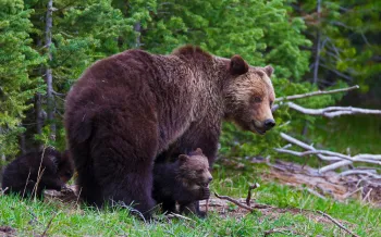 Wild grizzly bears at Yellowstone National Park in Wyoming.