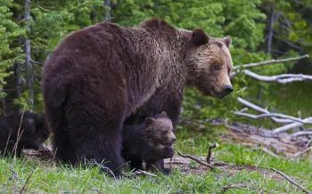 A mother bear with cubs in a forested environment